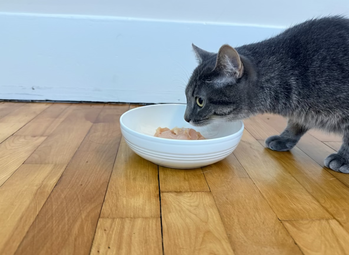 Gray tabby cat eating raw fish pet food from white bowl on wooden floor, Net to Table Seafoods