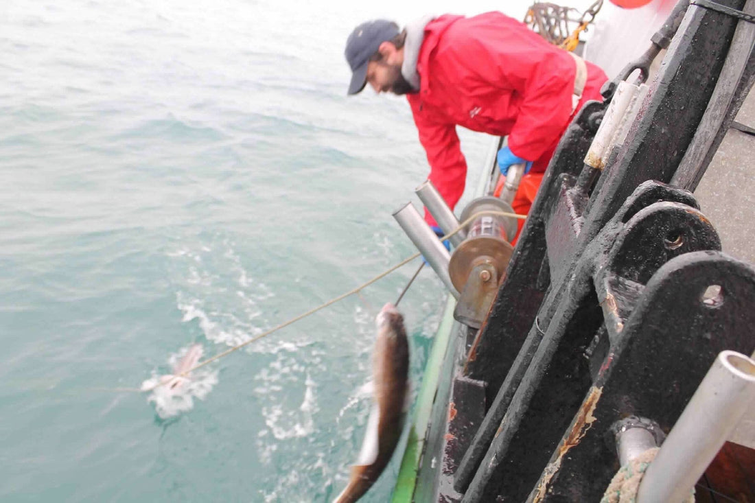 Atlantic Halibut vs Pacific Halibut: What's the Difference? - Net To Table Seafoods
