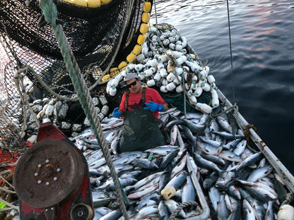 50lb Wild - Caught Pink Salmon One - Time Box *pick - up only (Rockford MI) - Net To Table Seafoods