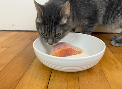 Gray tabby cat eating raw wild Alaskan salmon fillet from white bowl on wooden floor, Net to Table Seafoods