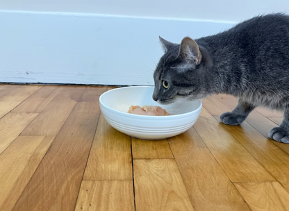Gray tabby cat eating raw fish pet food from white bowl on wooden floor, Net to Table Seafoods