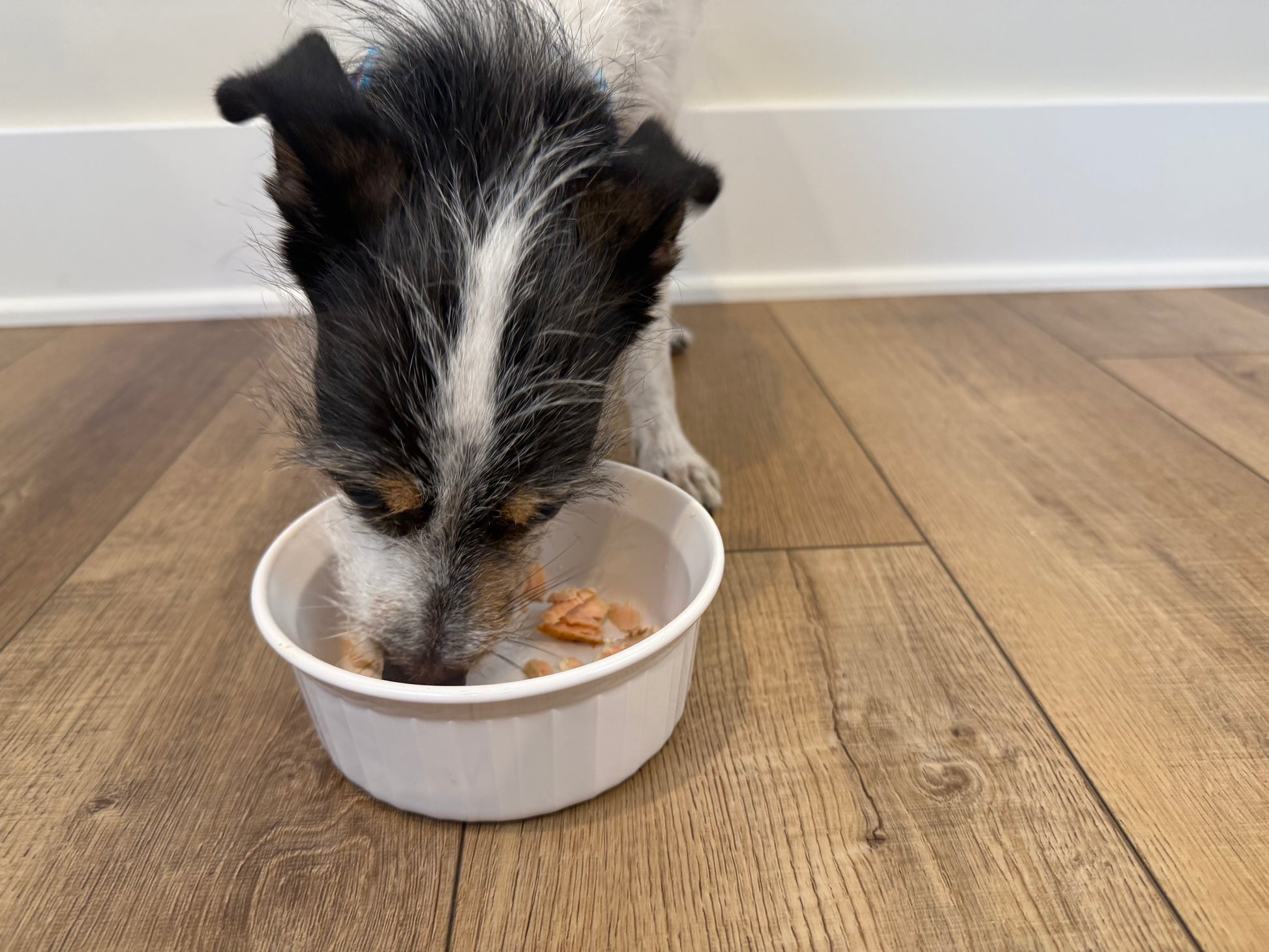Small dog eating wild Alaskan salmon from Bristol Bay in white bowl, sustainably harvested by family-owned fishery, Net to Table Seafoods