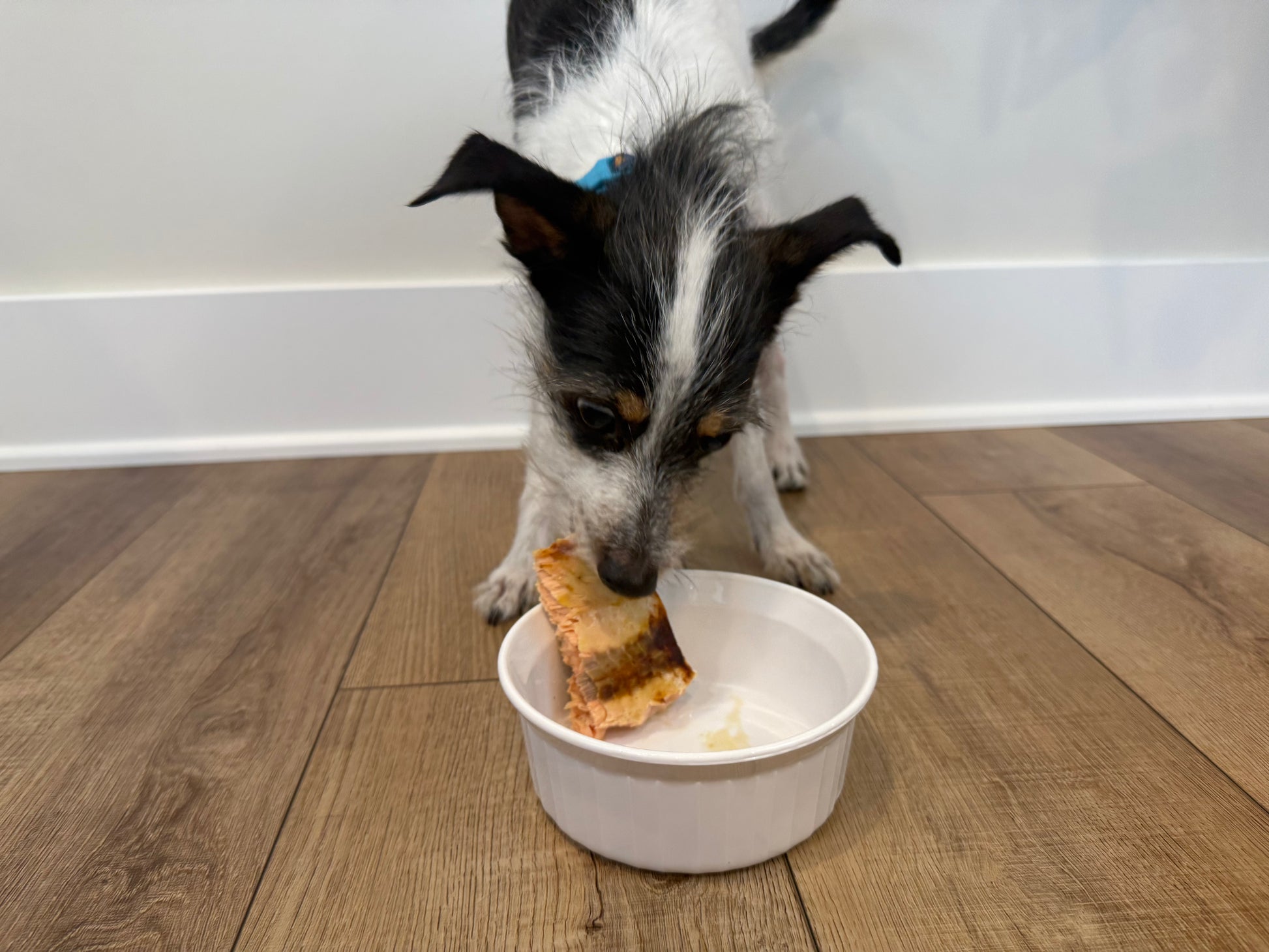 Small dog eating wild-caught Alaskan salmon pet food from white bowl on wooden floor, Net to Table Seafoods