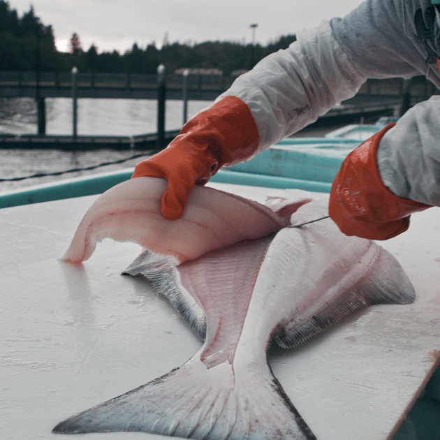 Wild - Caught White Fish Box - Net To Table Seafoods